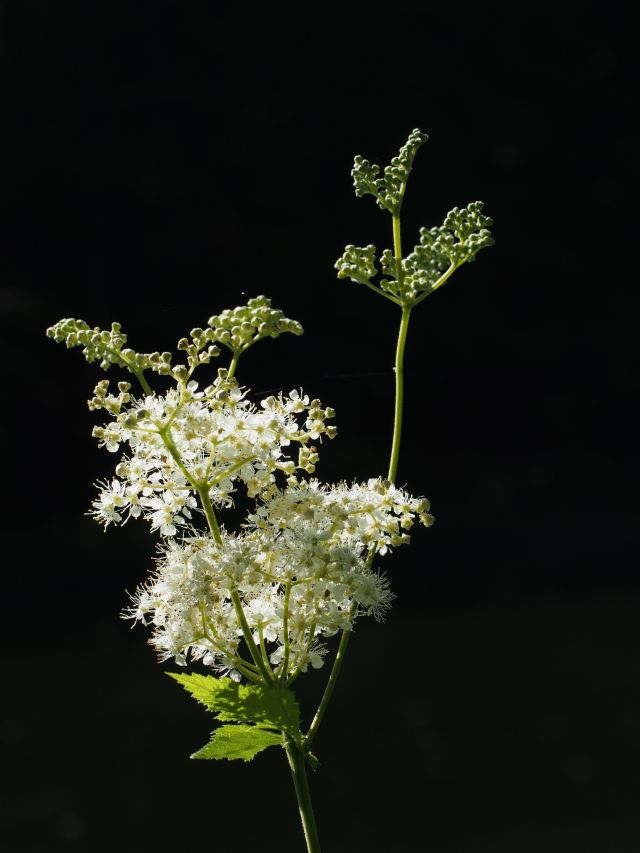 Filipendula ulmaria?